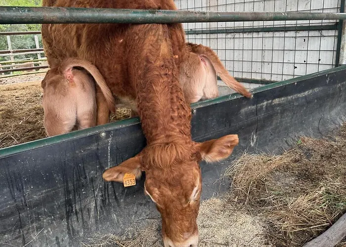 Campo Cantina Ginestra