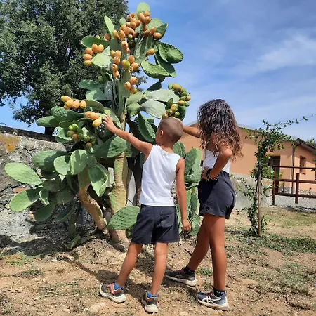 Campo Cantina Ginestra غافورانا