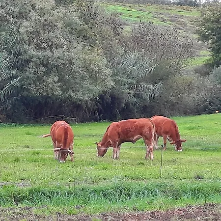 Campo Cantina Ginestra