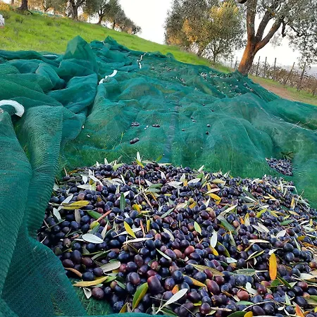 公寓 Campo Cantina Ginestra 加沃拉诺