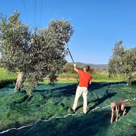 Campo Cantina Ginestra * غافورانا